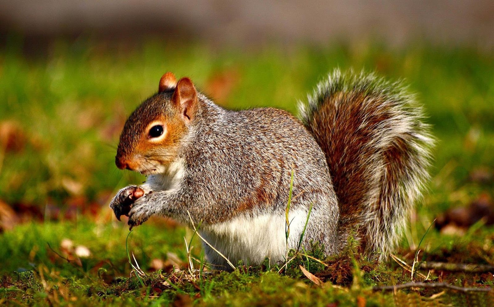 animal videos free online animal videos free online